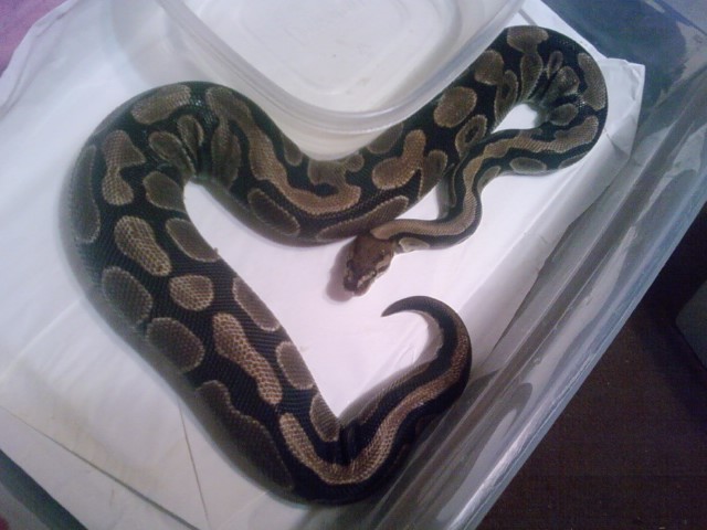 Calypso's clutch 2012