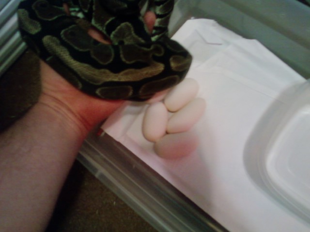 Calypso's clutch 2012