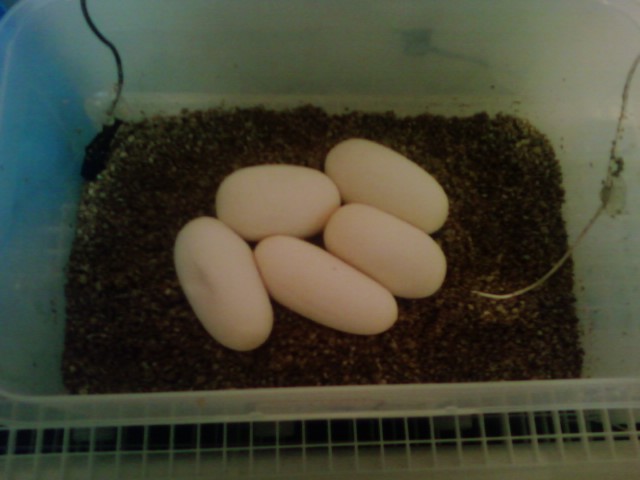 Calypso's clutch 2012