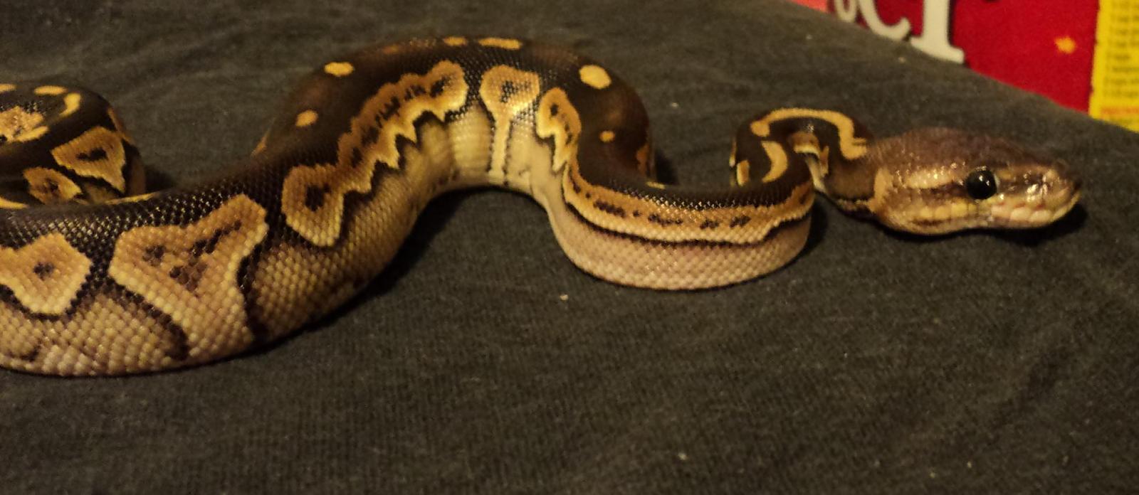 New Babies 2011