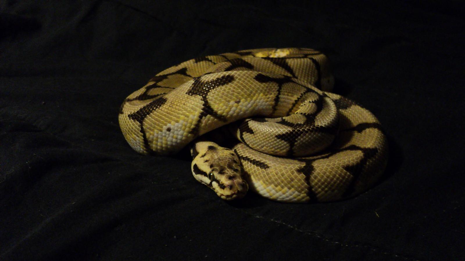 My '09 Male Bumblebee