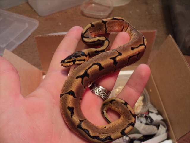 "Elrod" has Arrived