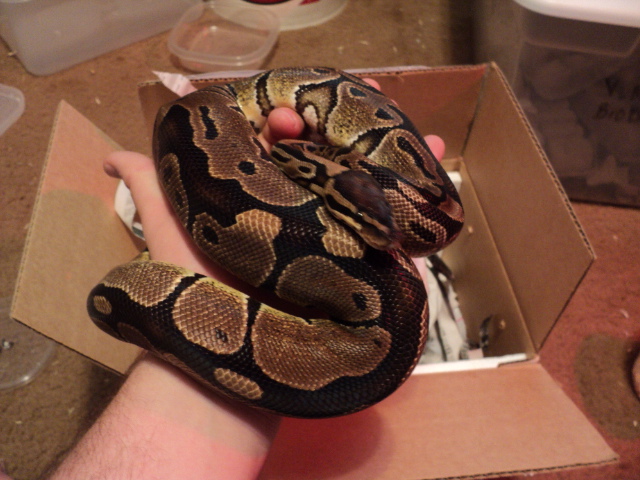 Het Albino Female