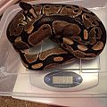 1099 grams