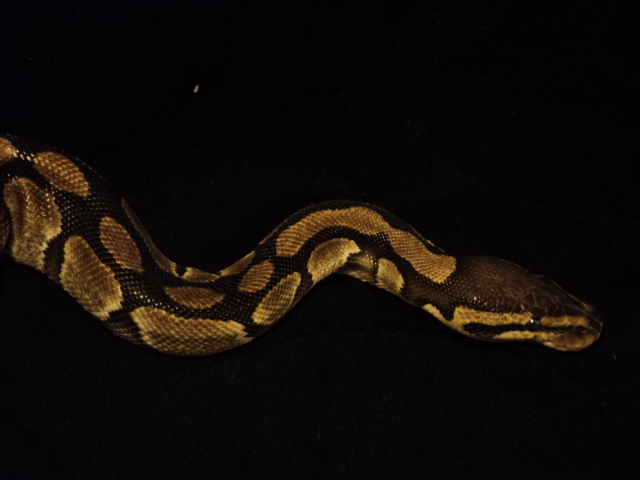 Zen My rescue baby
