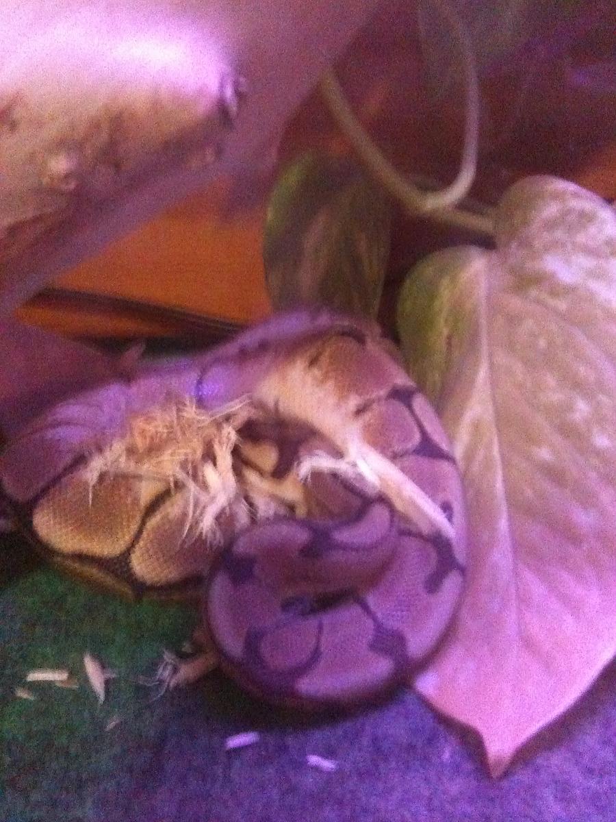 mali/female spider morph