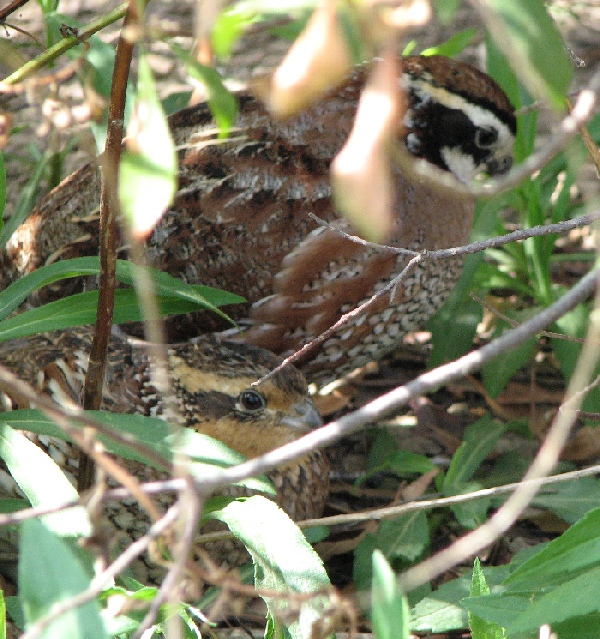 bobwhites