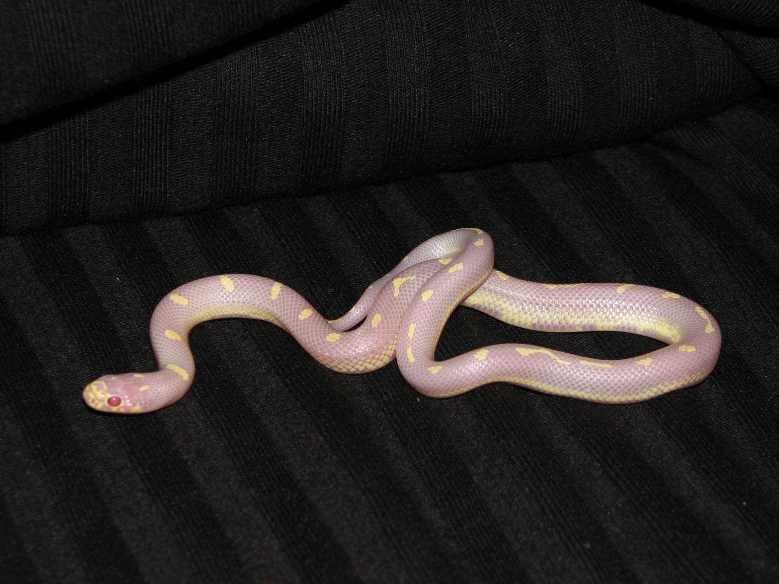 New Little Worm Skittles