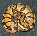 Pastel Female