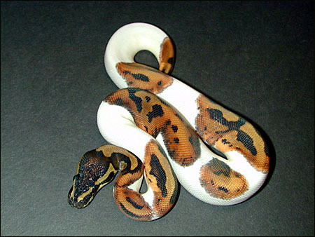 my perfect pied