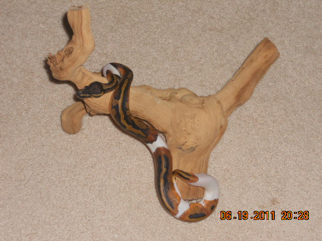 Finally got my perfect pied