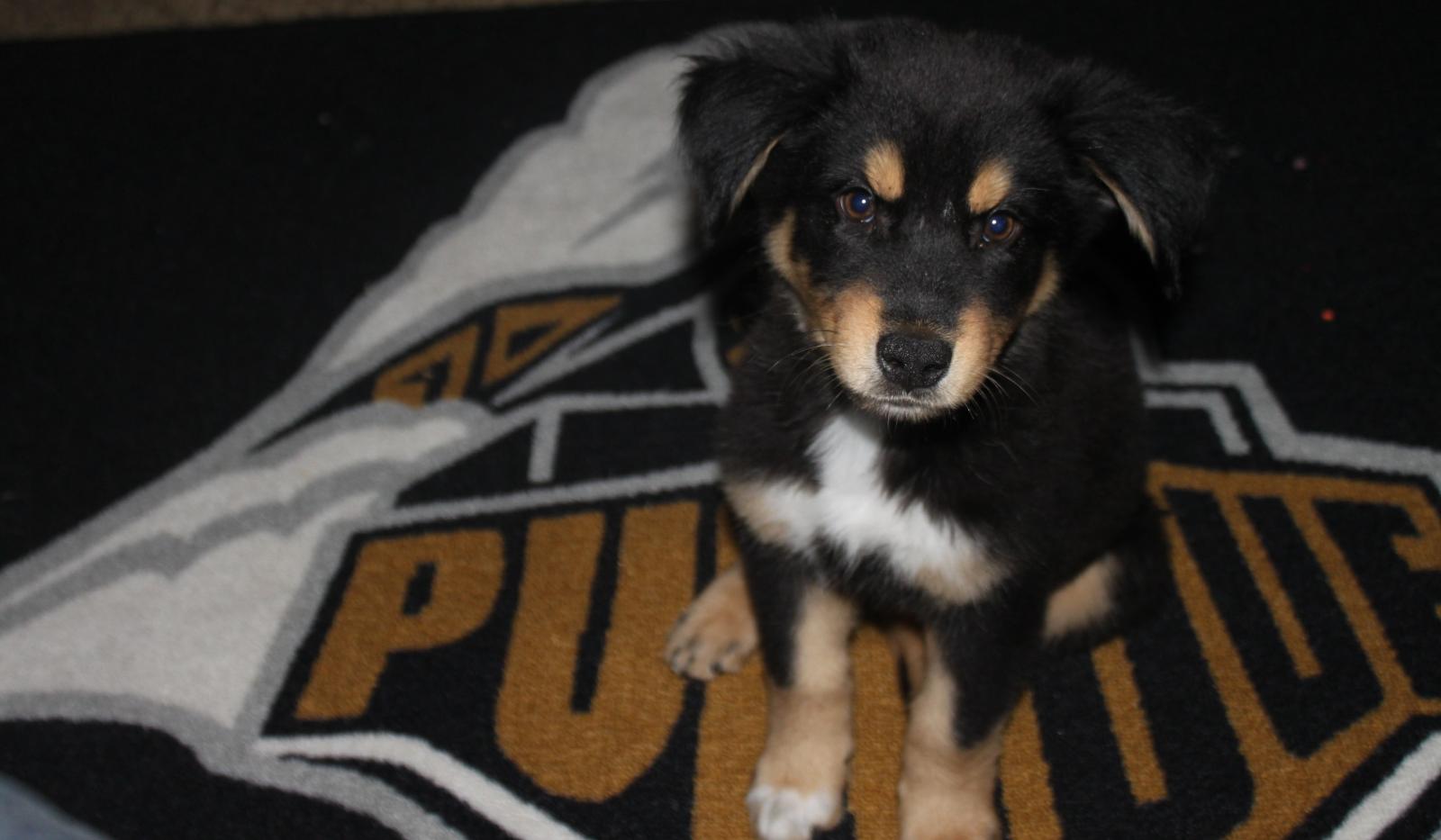 Purdue Puppy