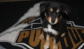 Purdue Puppy