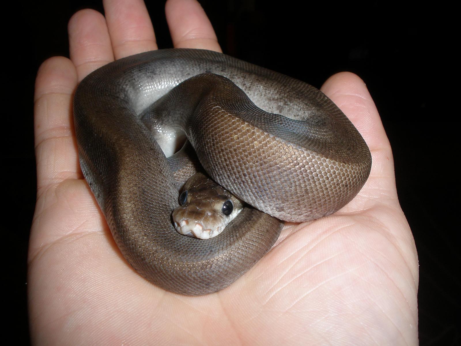 Silver Bullet female