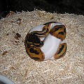 Female Piebald