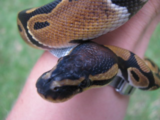 Creed Hangin' Outside