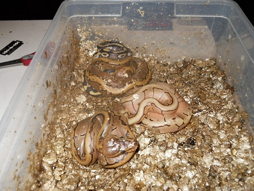 spinner mojave