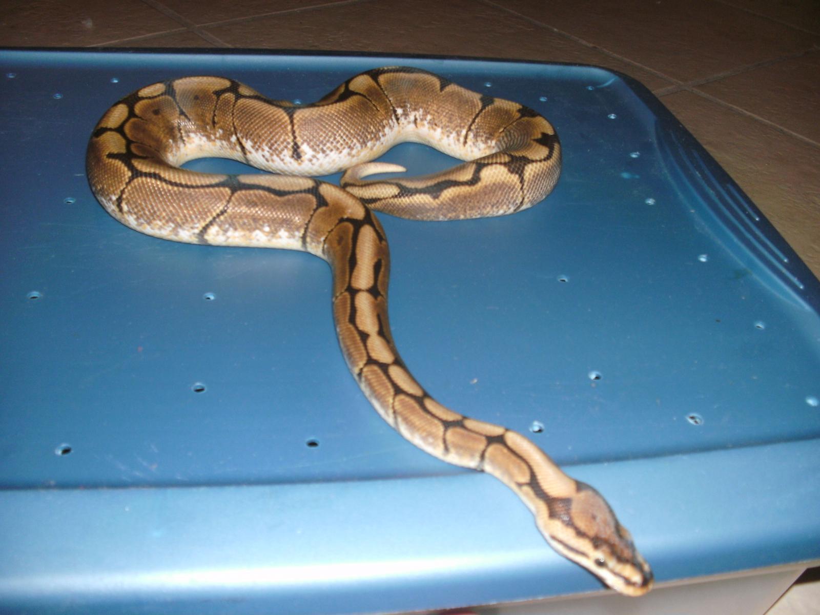 Ball-python 006