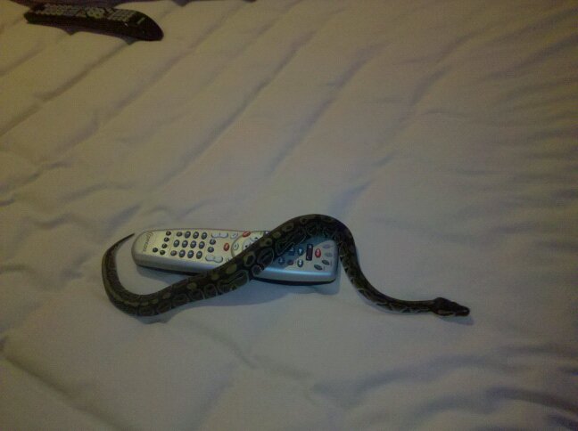 My Ball Python