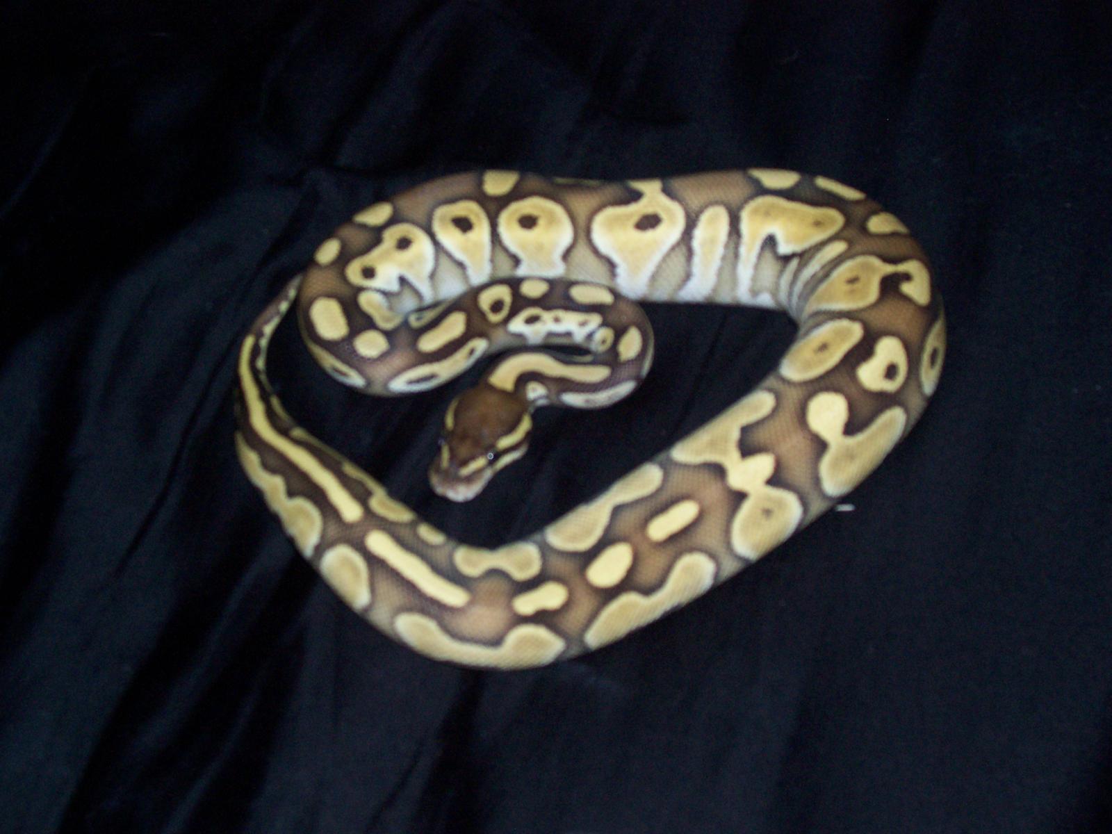 Lesser