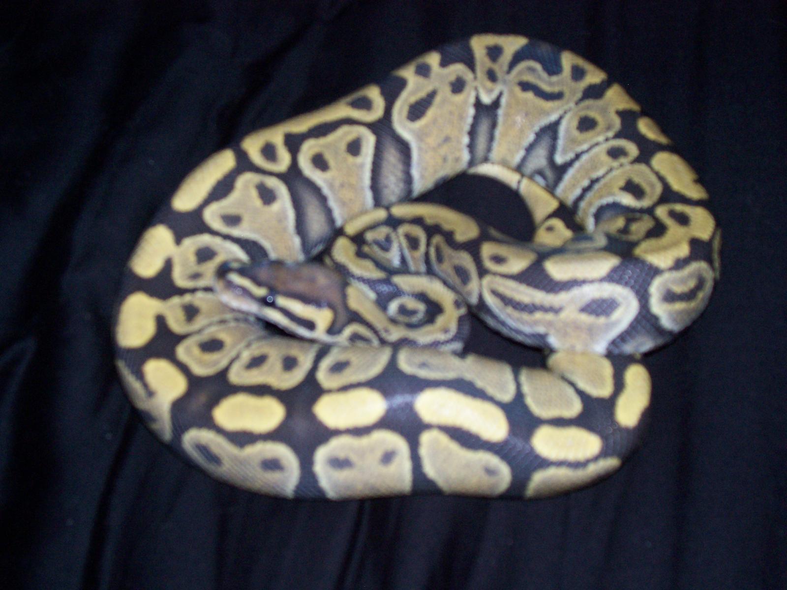 Hypo