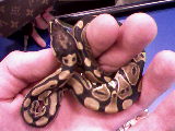 3 Weeks Old