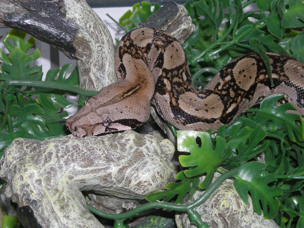 Central American Boa 1