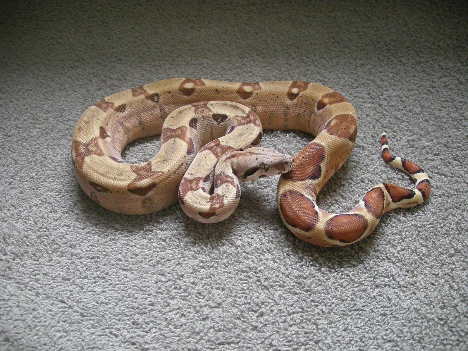 Salmon Boa 2