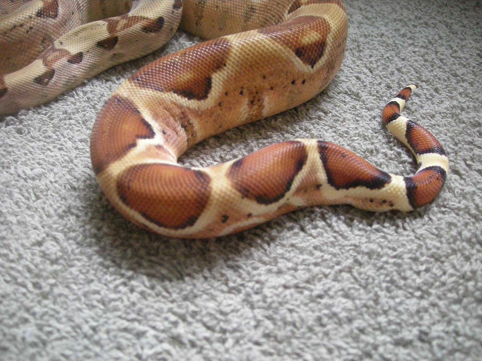 Salmon Boa 3
