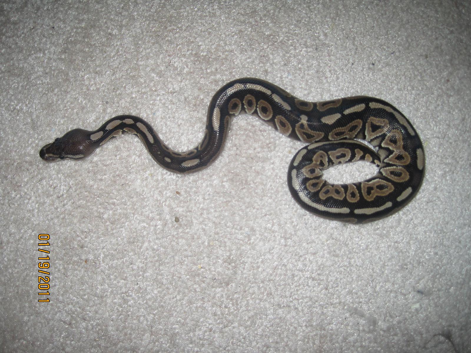 Cinnamon Male