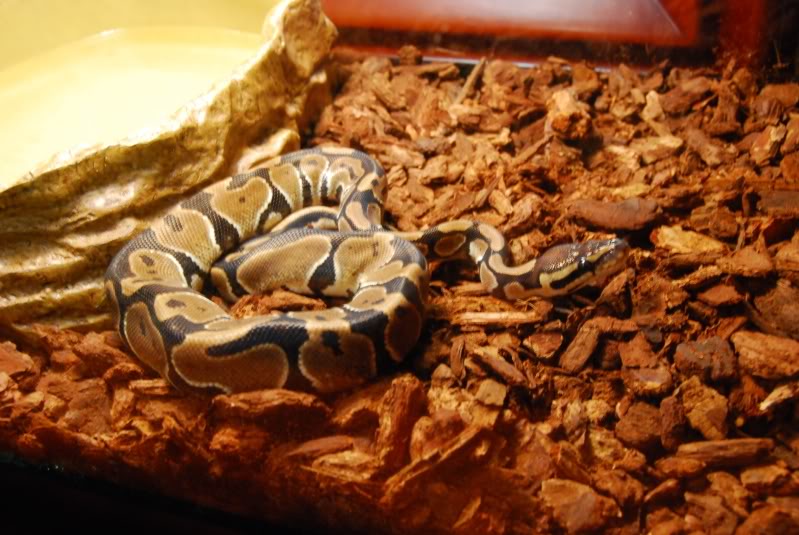 Roca <3