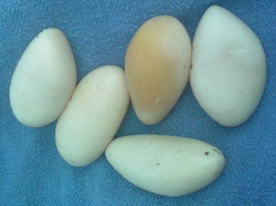 Eggs