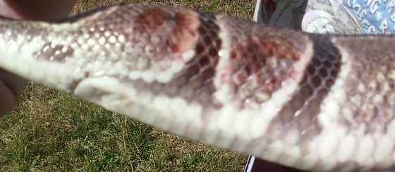 Prince Tail After The Egg