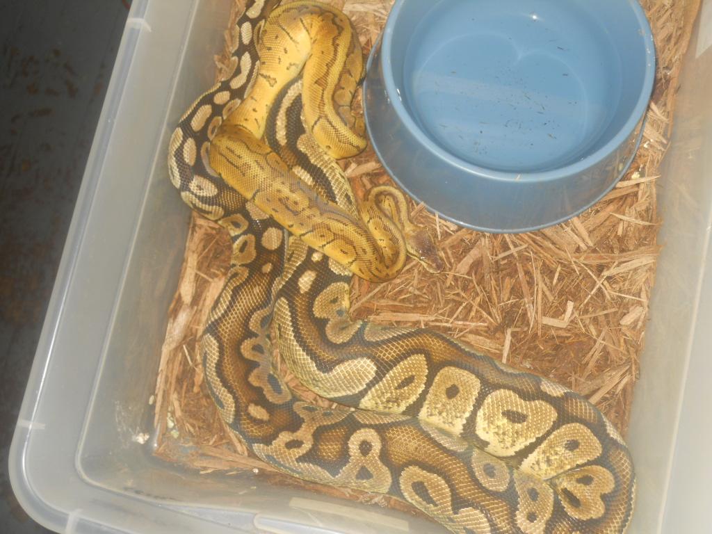 2010-2011 breedings