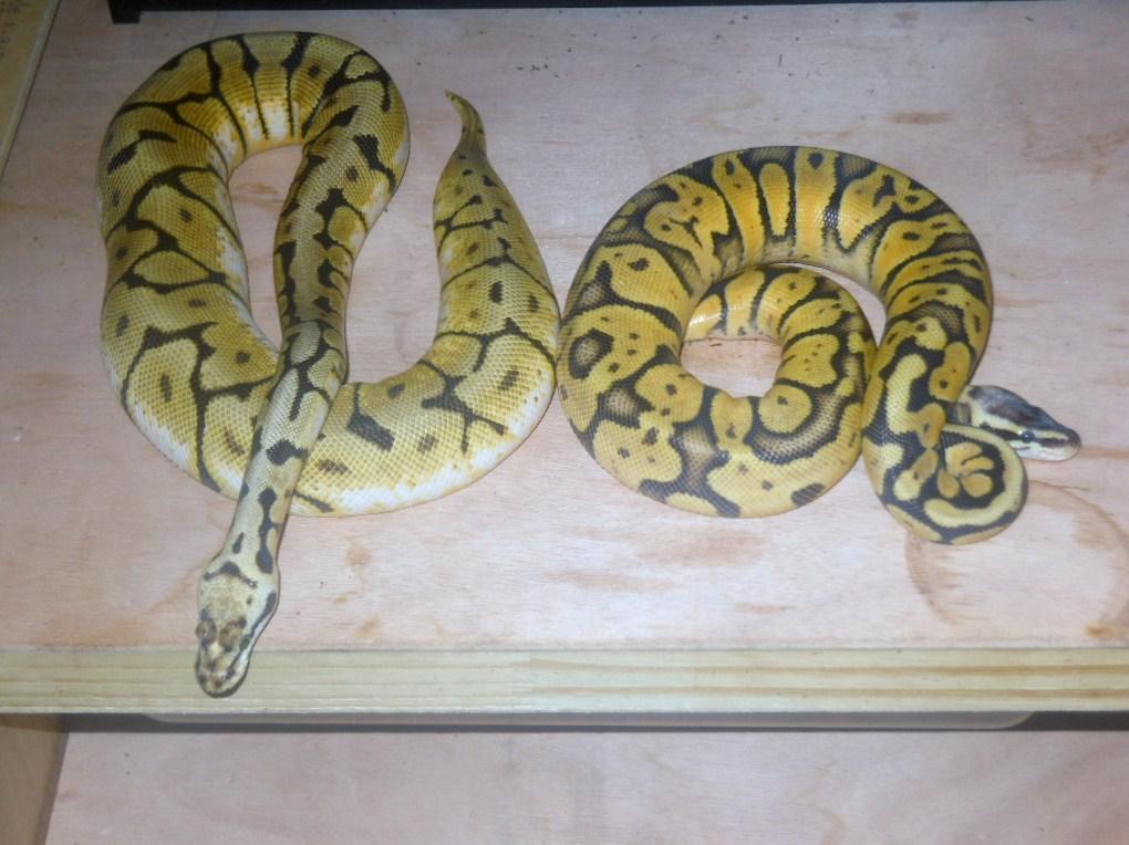 bumble bee and super pastel