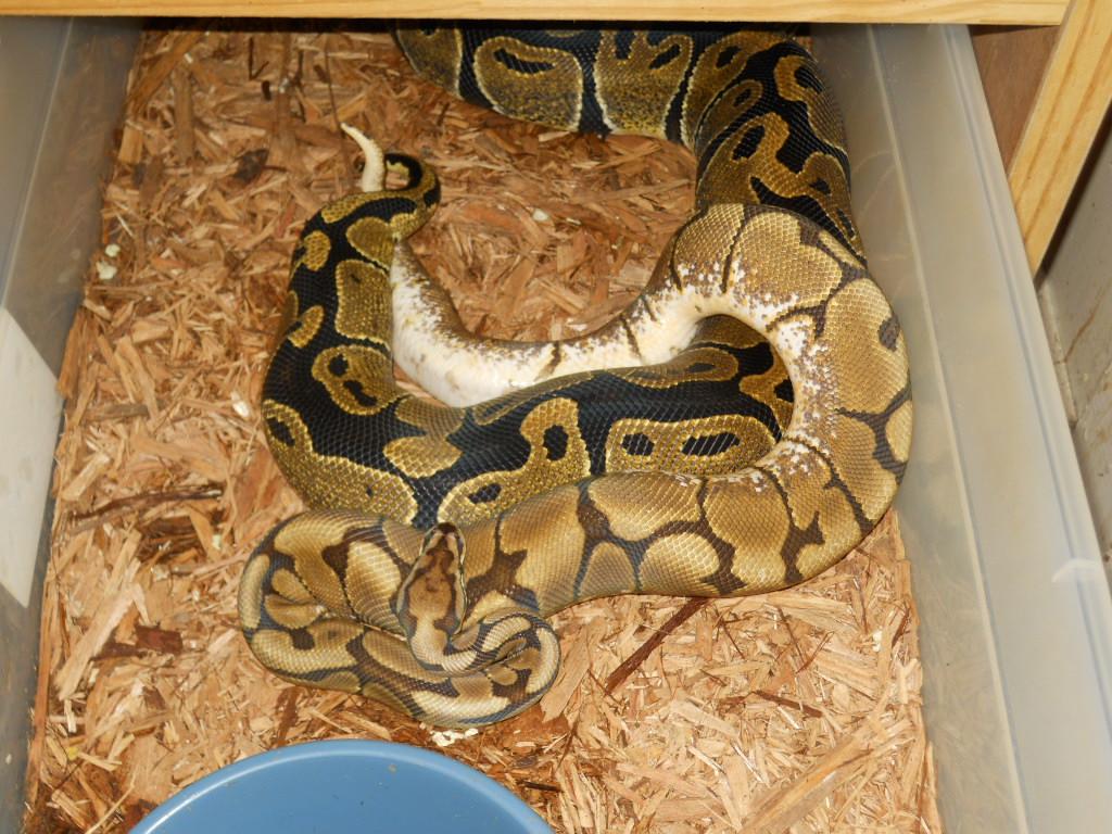 2010-2011 breeding season