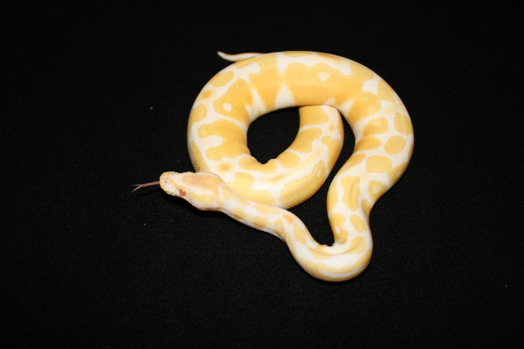 Albino M