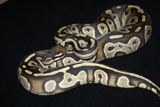 Mojave F