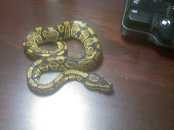 Monty