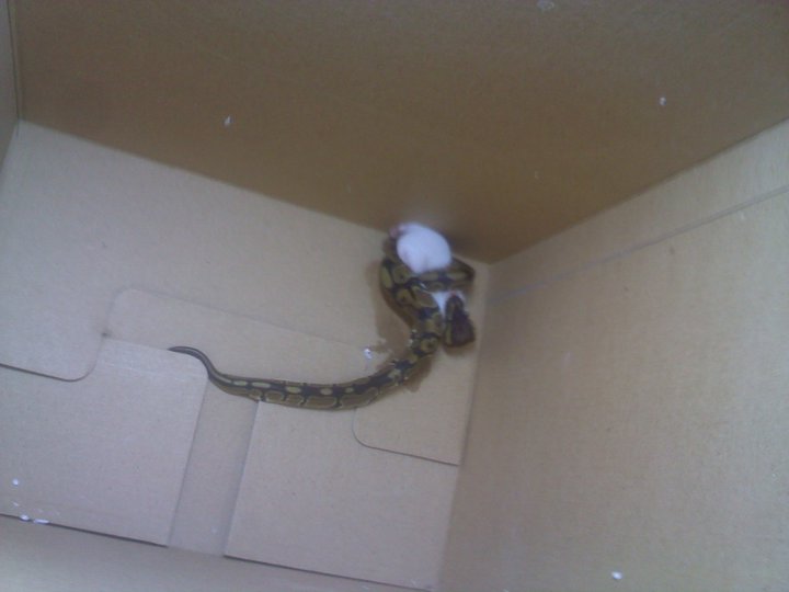 Monty First Home Meal