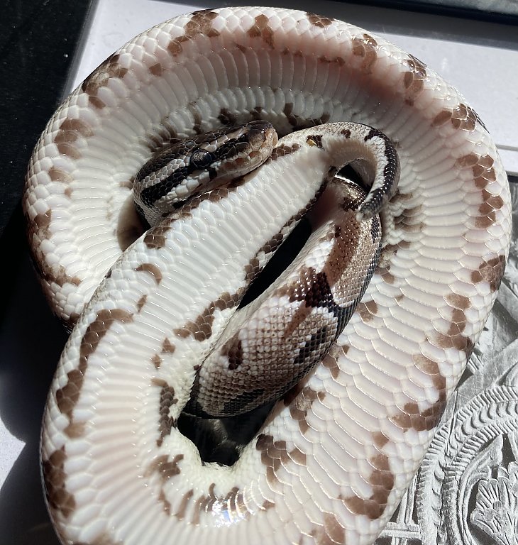 Axanthic Het Pied