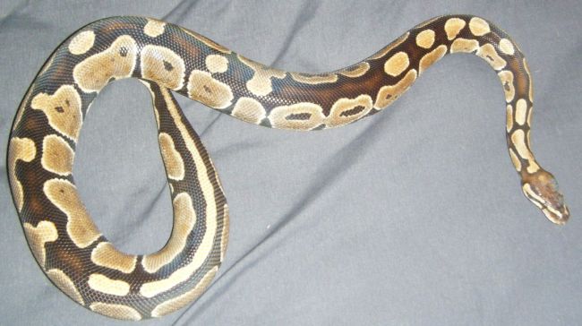 My Ball Pythons