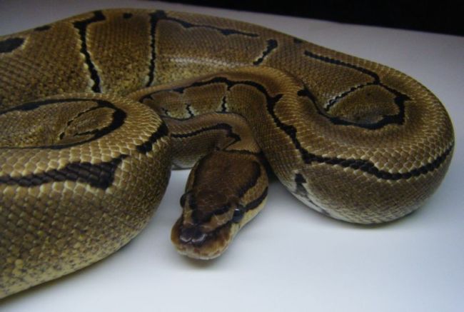 My Ball Pythons