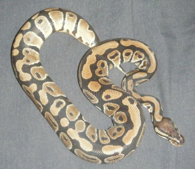 My Ball Pythons