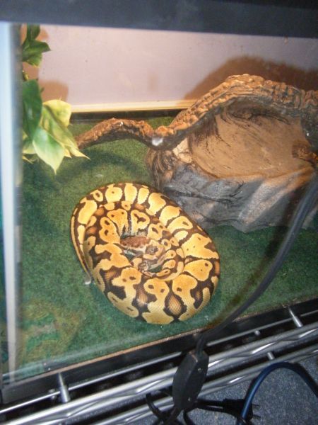My Ball Pythons