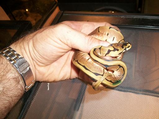 possible new snake
