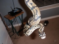 Snake Hang