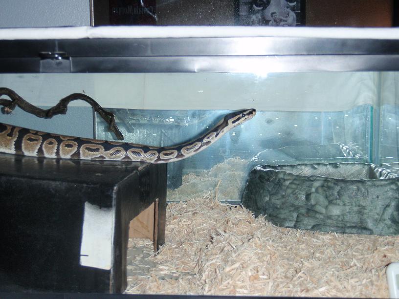Snake Resize