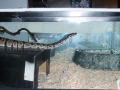 Snake Resize