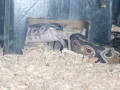 Dude, Where's My Rat?